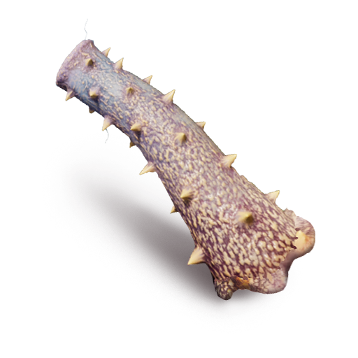 Coralion Meat