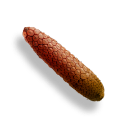 Polufruit